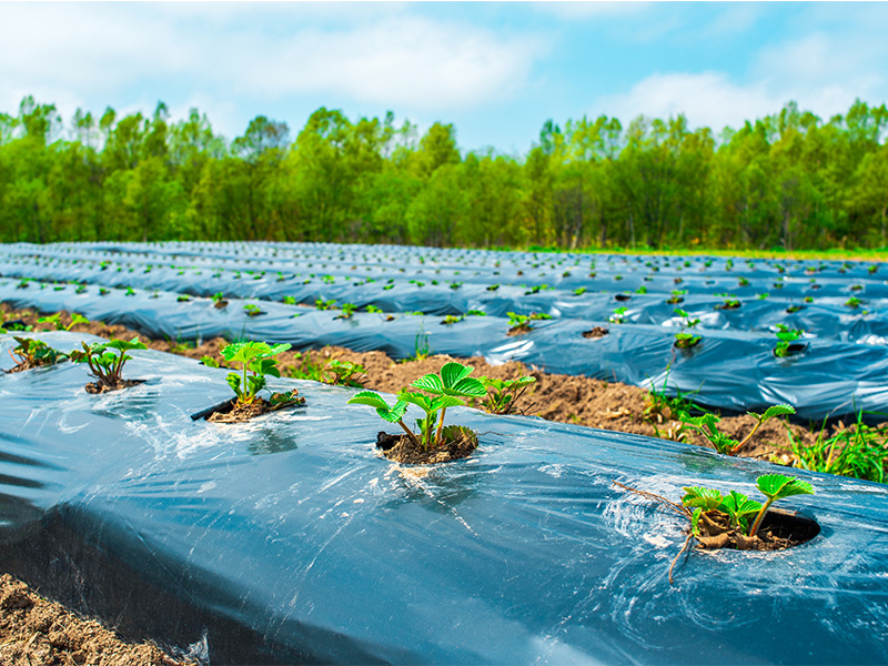 Agricultural land with plants wrapped in crop protection film