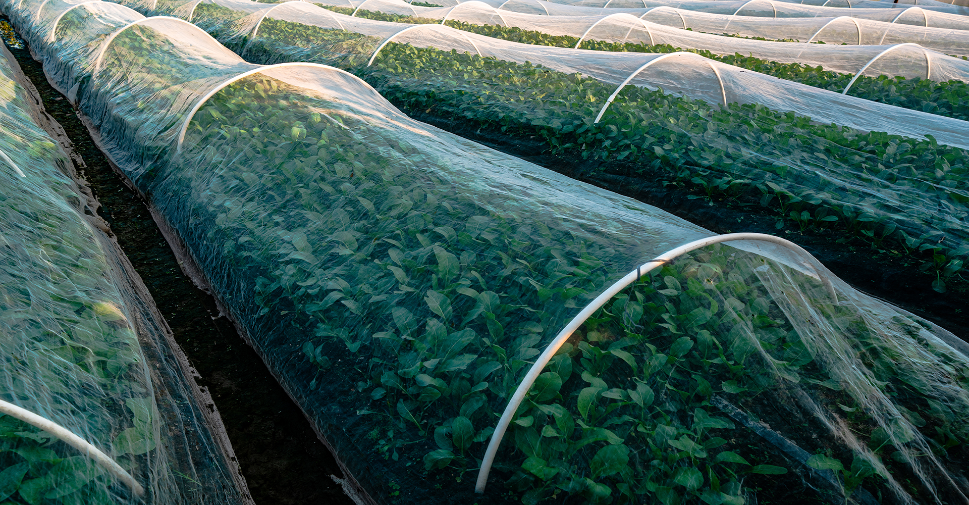 Agriculturally grown plants under a protective film