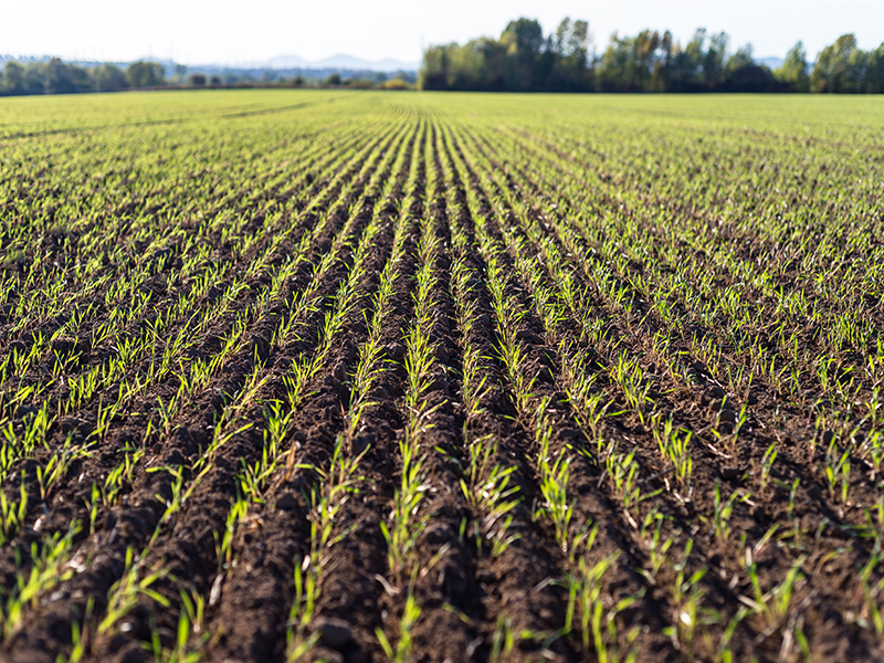 Anbaufläche für Pflanzen in landwirtschaftlicher Umgebung